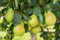 1 Birnenbaum Clapps Liebling im Topf 100cm Terrassenobst obstbaum Birne Pyrus Obstschale Obstkorb Obstkiste Korb kiste