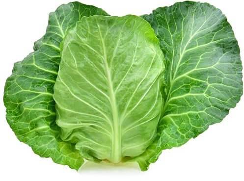 Cabbage Plants, 'Durham Early', 6 x Plug Plant Pack, Vegetable Plants, Garden Veg, Garden Ready and Ready to Plant, Premium Quality Vegetables