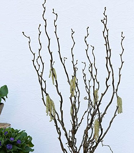 Hochstamm Aufrechte Korkenzieherhasel Twister 125-150cm - Corylus avellana