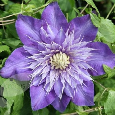 Clematide Multi Blue - Vaso 1,5 litro (Pianta Rampicante - Clematis - Pianta Adulta - Resistenza al Freddo: Ottima) - Muri e Recinzioni, Pergola, Balconi e Terrazze | ClematisOnline