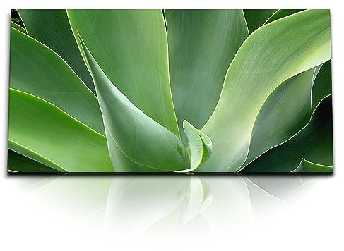 Paul Sinus Kunstdruck Bilder 120x60cm Grüne Pflanze Aloe Vera Fotokunst Nahaufnahme