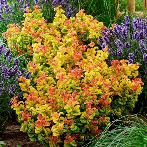 GreenboutiQ - Gartenpflanze - Leucothoe Curly Gold - Gelb - 2 Pflanzen - Immergrün - Wenig Pflege - Topf 17cm Höhe 40cm