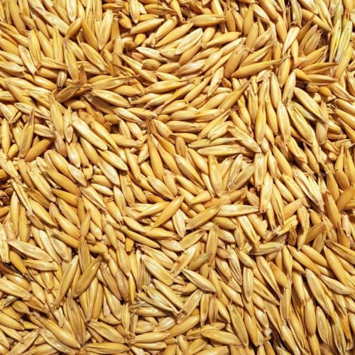 Supravit Hafer ganz 20kg | Frischer gelber Futterhafer natürlich & ungeschält für Pferd und Pony | staubfrei & riecht gut I Hafer Energie & Kraftfutter Pferd