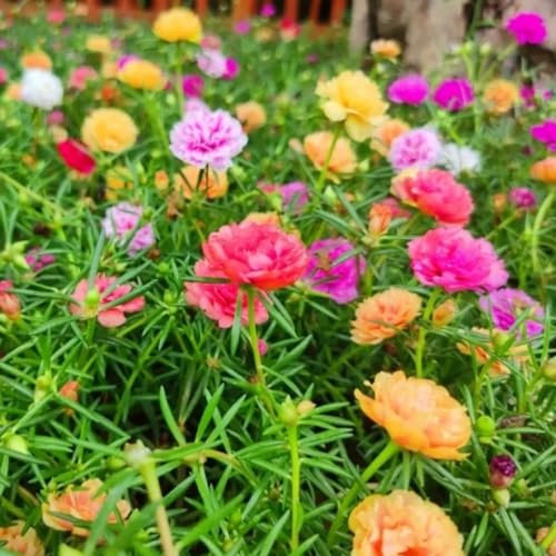 2000 pcs Moss Rose Seeds Wildblumenmischung Moosrose Samen Bodendecker Winterhart Winterharte Blühende Bodendecker Gartensamen Double Mixed Colour Moss Rose Seeds Bodendecker Pflanzen
