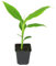 Exotische Musa Basjoo – Ihre winterharte, pflegeleichte Bananenpflanze für Garten, Balkon & Zuhause (1 Musa Basjoo in der Größe 25-30 cm)