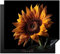 KitchenYeah© Herdabdeckplatte Einteilig Ceranfeld Abdeckplatte für Induktionsschutz Ceranfeldabdeckung Vinyl Herdabdeckplatten Blumen - Botanik - Schwarz - Sonnenblume - Gelb - 60x52 cm