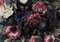 Forwall - Vlies Fototapete Blumen Vintage Retro 3D Pfingstrosen Dunkel Rosen 416x290 cm - Fototapeten - Tapeten - für Wohnzimmer Schlafzimmer - Vliestapete Wandtapete Tapete 3D Effekt- inkl. Kleister
