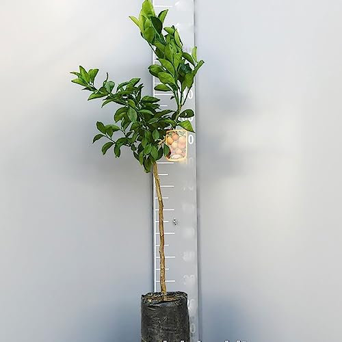 Plante d'oranger SAVINI VIVAI, vanille agrumes orange en phytocelle, hauteur 100-120 cm 1 an de greffage, fabriqué en Italie