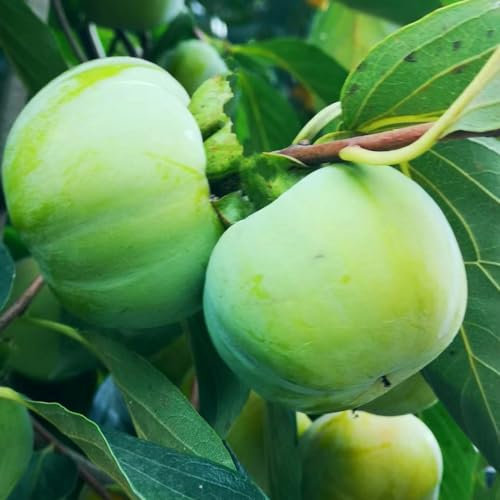 20 pcs kaki baum pflanze samen obstbäume kaufen zimmerpflanze kakibaum,Diospyros kaki, frisches obst topfpflanzen draußen winterhart spalierobst bäume bonsai topf obst samen balkonpflanzen