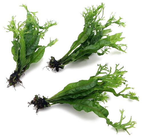 3X Java Fern Windelov Microsorum Pteropus Windelov Live Aquarium Plants Rhizome K2AQUA
