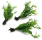 3X Java Fern Windelov Microsorum Pteropus Windelov Live Aquarium Plants Rhizome K2AQUA