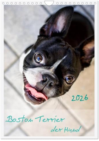 Boston Terrier der Hund 2026 (Wandkalender 2026 DIN A4 hoch), CALVENDO Monatskalender: Ein schöner Kalender für Hundefreude und Liebhaber von Boston Terrier (CALVENDO Tiere)