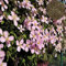 Benoon Clematis Seeds, 100 Stück/Beutel Clematis Seeds Gesund Einfach Zu Pflanzen DIY House Dekorative Pflanzen Samen Für Zu Hause Rosa Clematis Samen