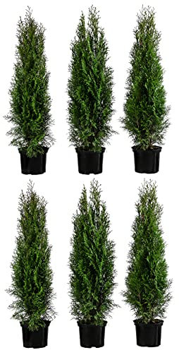 Dehner Thuja Smaragd, für 2 Meter Hecke, ca. 80-100 cm, 6 x 5 l Topf, Heckenpflanze
