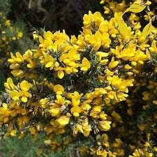 Huifang New Fresh 30 Stück gelber Ginster Ulex Europaeus Pflanzensamen