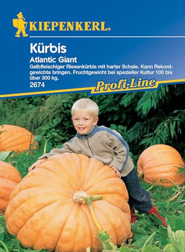Kiepenkerl Profi-Line Kürbissamen Atlantic Giant - Samen für Riesenkürbisse bis 300 kg, Dekorative & Essbare Gemüsekürbisse, Ideal für Garten, Gemüseanbau & Gemüsezucht