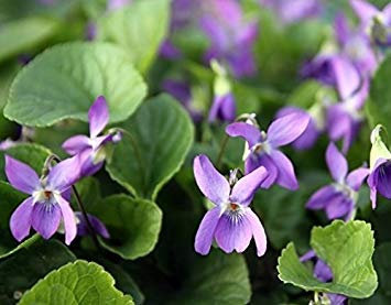 Süßes Veilchen, Englische Veilchensamen, Viola Odorata