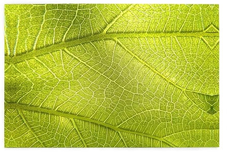 Personalisiertes Puzzle - Erstellen Sie Benutzerdefinierte Bild Puzzle Für Familie Und Freunde Baum Blatt Textur Vene