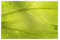 Personalisiertes Puzzle - Erstellen Sie Benutzerdefinierte Bild Puzzle Für Familie Und Freunde Baum Blatt Textur Vene