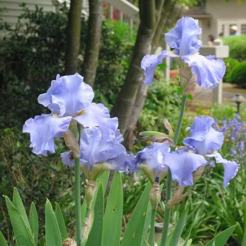 4 pcs schwertlilien zwiebeln - frühlingsblumen balkonpflanzen winterhart, steingartenpflanzen winterhart, blumenwiese kräutergarten, garten blumen winterhart, bonsai topf blumendeko