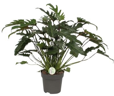Philodendron Xanadu - 55-65cm - Ø21cm - Zimmerpflanze - Immergrün