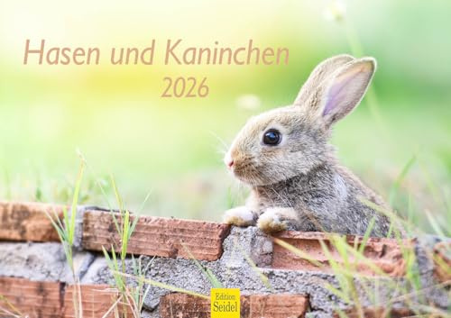 Edition Seidel Premium Kalender Hasen und Kaninchen 2026 Format DIN A3 Wandkalender Tierkalender Tierkinder Wildtiere Waldtiere Haustiere