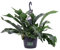 Pianta di Platycerium Bifurcatum Netherlands Pianta di Corna di Cervo pianta da interno pianta ornamentale pianta vera venduta da eGarden.store (Vaso 17 cm)