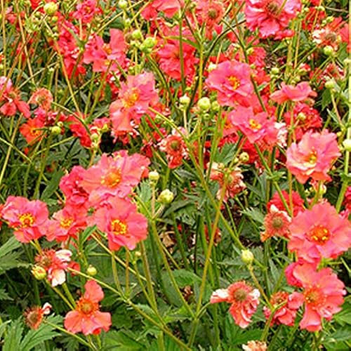 6 x Nelkenwurz 'Mrs Bradshaw' - Geum Chiloense 'Mrs Bradshaw': Leuchtend rote Nelkenwurz.