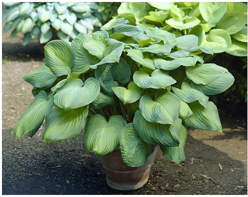 Stauden Gänge 10 x Hosta plantaginea 'Guacamole' Duft Funkie, Herzblatt