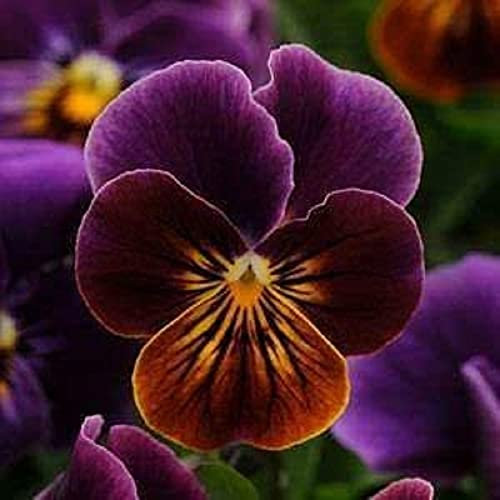 Viola Plants, 'Antique Shades', 20 x Full Plant Pack, Bedding Plants, Violas, Garden Flowers, Colourful Viola, Garden Ready and Ready to Plant, Premium Quality Flowers