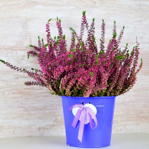 300 Pcs Heidekraut Winterhart Samen, Blumensamen Mischung, Pflanzen Geschenk, Kletterpflanzen, Calluna Vulgaris, Winterlinge Gartenpflanzen Winterhart Mehrjährig Garten Geschenk,