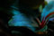 AquaOne Aquarium Pflanze Bucephalandra sordidula 'Blue red' I Wasserpflanze Aquariumpflanze Wurzelstock/Rhizom voll durchwurzelt einfach pflegeleicht Aquascaping Dekoration