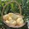Pfirsichbaum samen pfirsich obstpflanzen alte sorten obstsamen obstbaum säulenobstbäume obst samen Premium schattenpflanzen winterhart, bio saatgut Fruchtplantage topfpflanzen 8pcs