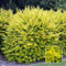 1 X Oro Ligustro Ligustrum Aureum Evergreen Hardy Dense Copertura pianta in Vaso:Seeds Only