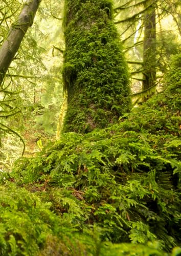 Lush Green Forest Notebook A4 – 100 Lined Pages, Cream Paper – Nature Journal, Vibrant Greenwood Writing Notebook