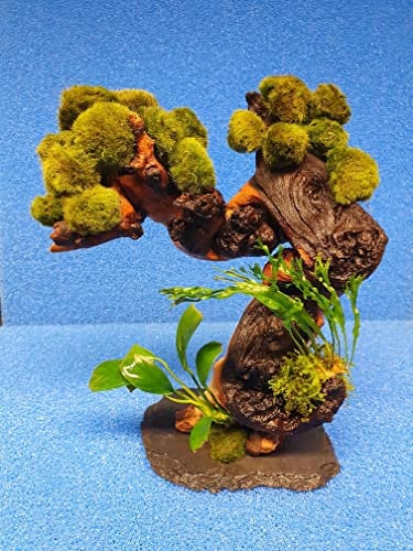Garnelenbäumchen 15 Mooskugeln ca.15 cm mit Farn und Anubias bepflanzt (Mopani) Tropica Aquarium Wasserpflanzen