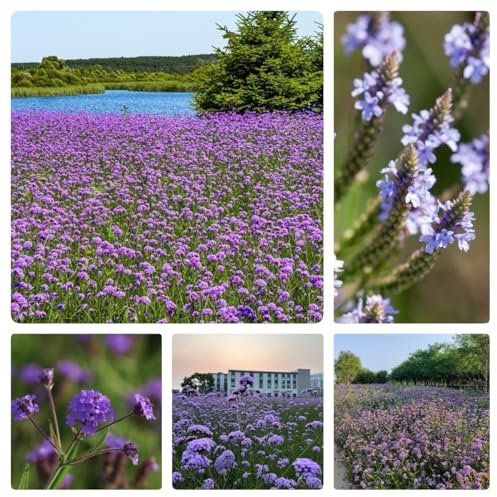 200 pcs Eisenkraut Samen eisenkraut pflanze winterhart im topf Verbena officinalis wildkräuter samen garten pflanzen wiesenblumen blumensamen, garten indoor kräutergarten gartensamen