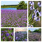 200 pcs Eisenkraut Samen eisenkraut pflanze winterhart im topf Verbena officinalis wildkräuter samen garten pflanzen wiesenblumen blumensamen, garten indoor kräutergarten gartensamen