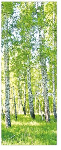 TüRtapete Selbstklebend TüRposter TüRaufkleber Tapete, Wandaufkleber für Schlafzimmer, Heimdekoration, wasserdicht, abnehmbares Premium Vinyl Upgrade, Birkenwald, grünes Blattgras