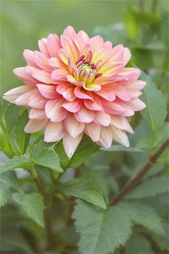 Pompon Dahlie, Einfach Zu ZüChten, MysteriöSe Magische GlüHbirne, Seltene Pflanze, Dahlien Zwiebeln, Winterhart Zwiebeln, Dahlien Knollen Winterhart MehrjäHrig, 10zwiebeln-G