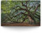 BilderKing Wandbild Baum Alte Eiche - 120cm x 80cm Leinwand auf Fertigrahmen + Aufhänger