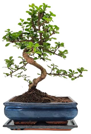 Bonsai Baum mit Keramik Blumentopf - Ligustrum, Ficus, Carmona, Podocarpus, Chinese elm - ca. 6-9 Jahre (25 cm Schale ca. 12-14 Jahre, Fukien Teebaum Bonsai P25)