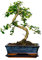 Bonsai Baum mit Keramik Blumentopf - Ligustrum, Ficus, Carmona, Podocarpus, Chinese elm - ca. 6-9 Jahre (25 cm Schale ca. 12-14 Jahre, Fukien Teebaum Bonsai P25)
