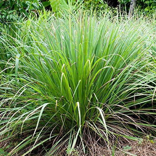 LEMONGRASS - Citronella (Cymbopogon citrus) - SEMI