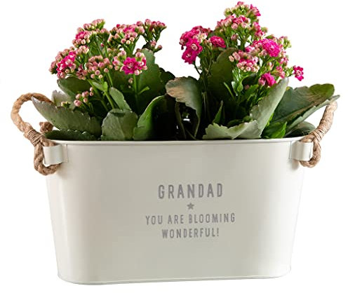 Dust and Things Garden Planters Outdoor and Indoor - Engraved Grandad's Garden Long Plant Pots Outdoor | Mum, Dad, Anniversary, Father's Day, Nan Gifts for Birthday Garden Pots and Planters