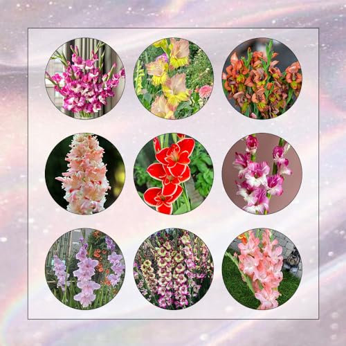 20 Pcs Gladiolen Zwiebeln Winterhart - Blumenzwiebeln Frühblüher, Hydrokultur Pflanzen Gladiolen Knollen, Frische Blumen, Gartendeko Für Draußen Blumen Geschenk, Deko Wohnzimmer Blühwiese