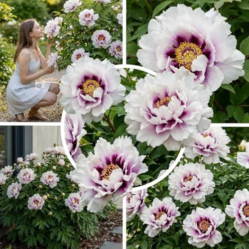 FLORIUM Itoh Pfingstrose Pink Magic – 1 Wurzel, Winterhart | Itoh-Päonie aus Holland, mehrjährige Staude, für Garten und Topf, rosa Blüten