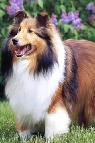 Cartel De Chapa Perro Pastor De Shetland Póster Personalizada Classic Cartel De Metal, Para Jardín, Café, Bar, 20x30cm