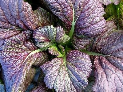 150 Rojo Mostaza gigante (chino) Semillas de ensaladas frescas verdes