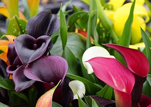 CALAS Pack 3 Plantas - Lirio o Flor de agua - Planta Natural Interior y Exterior - Planta Viva - SP 66